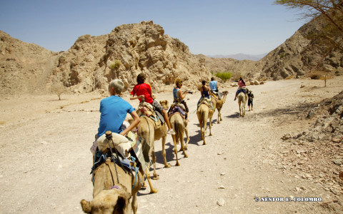 Southern Israel Camel Ride